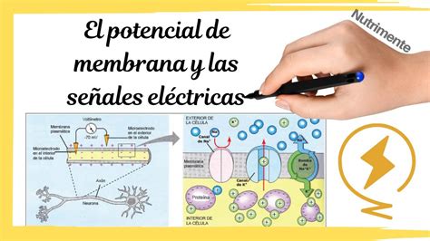 El Potencial De Membrana Y Las SeÑales ElÉctricas De Las Neuronas Youtube