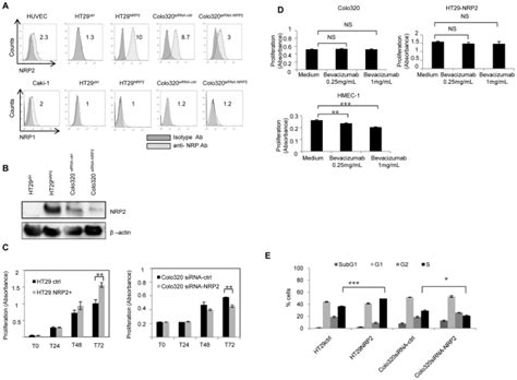 Transfected Cells Were Analyzed For Nrp And Nrp Expression By Flow