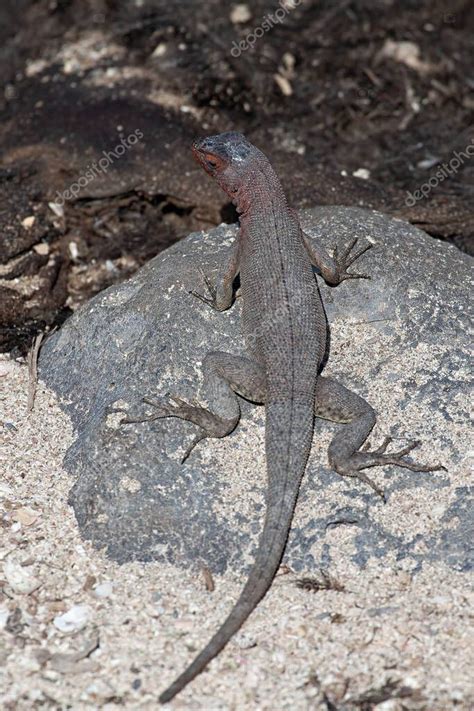 A Vertical of Lava Lizard Microlophus albemarlensis en las Galápagos 2023