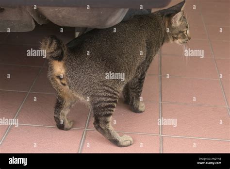 cat with tail cut short Stock Photo - Alamy