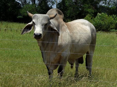 File:Gray Zebu Bull.jpg - Wikipedia