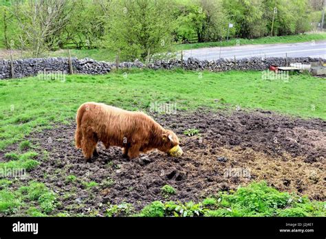 Scottish highland bull Stock Photo - Alamy