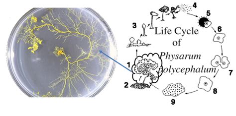 The Physarum Tube Networks And Life Cycle Adopted From 40 Download Scientific Diagram