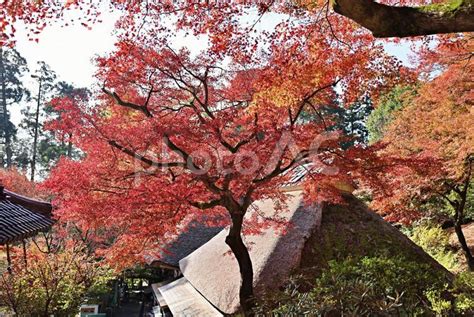 大興善寺の紅葉 No 25350351｜写真素材なら「写真ac」無料（フリー）ダウンロードok