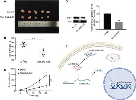 Knockdown Of Lncrna Lbx As Inhibited The Growth Of Os Cells In Vivo