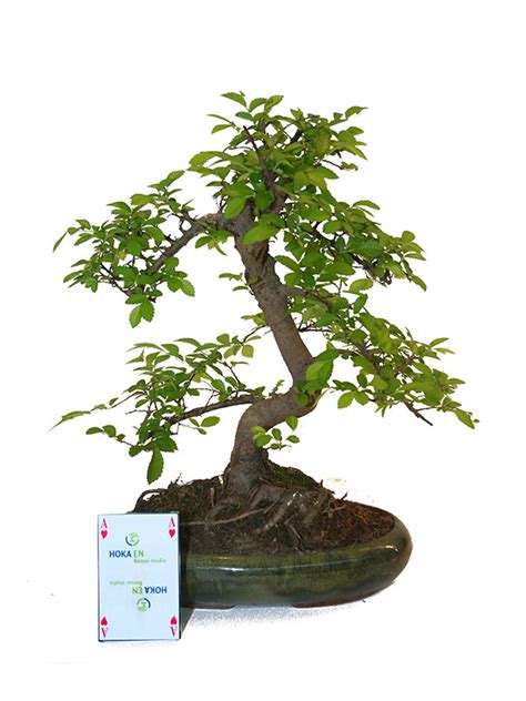 Indoor Bonsai Zelkova Shape Green Oval Pot 24cm Height 35cm Lodder