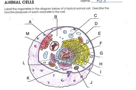 Animal Cells Label The Organelles