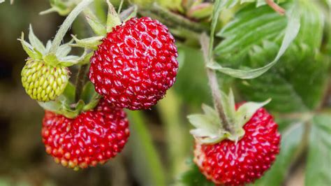 Walderdbeeren Pflanzen Pflege Und Tipps Mein Schöner Garten