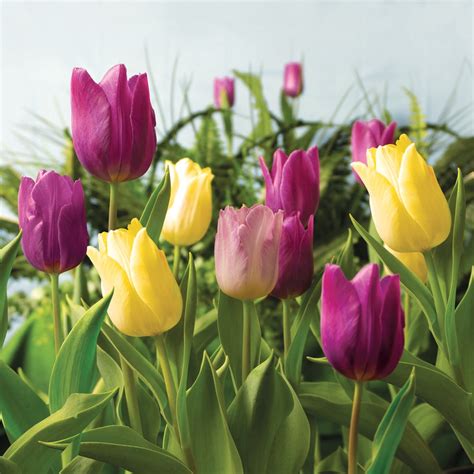 Tulip Royal Prince Mix DeGroot