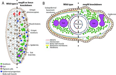 Model Of The Localization And Knockdown Phenotypes Of Megf6 And