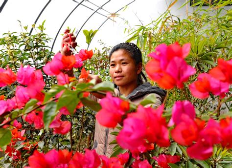 河北肃宁：特色种植助农增收图片新闻中国政府网