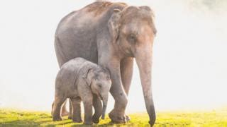 Elephants Covid And Ethics Reshape Thailand S Tourism Industry BBC News