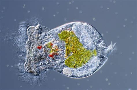 Investigadores Diseñan Un Sistema De Producción De Huevos En Reposo De