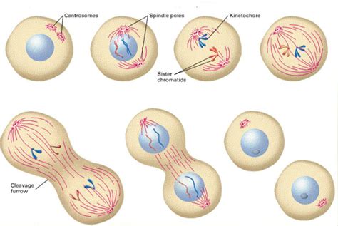 The Stages Of Mitosis Diagram Quizlet