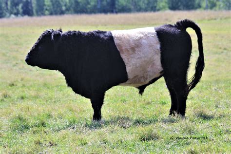 Belted Galloway Cattle Bos Taurus A Belted Galloway Bull Flickr