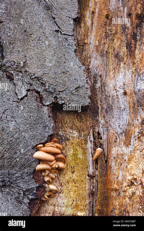 Fungi Growing On A Dead And Rotting Tree Trunk Stock Photo Alamy