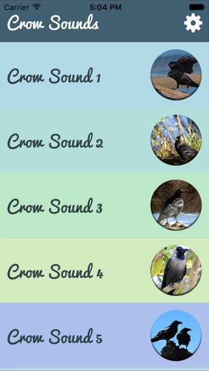 Crow Sounds Crow Call Sound By Javed Khan Pathan