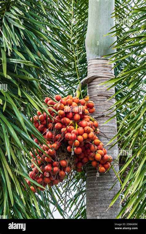 Areca Catechu Areca Nut Palm Betel Nuts All Bunch Into Large