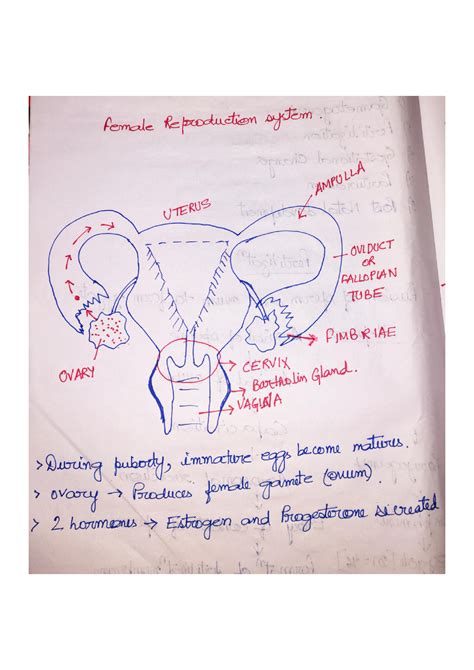 Solution Female Reproductive System Embryology Studypool