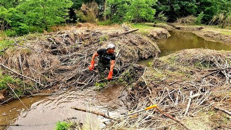 Beaver Dam Removal Beaver Water In My Mouth At Father Beaver Dam