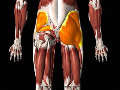 Stretch the Hip Abductor Muscles to help with hip and back function.