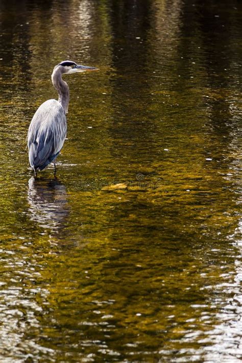 Blue Heron Stands In A Stream Stock Image Image Of Sunny Bird