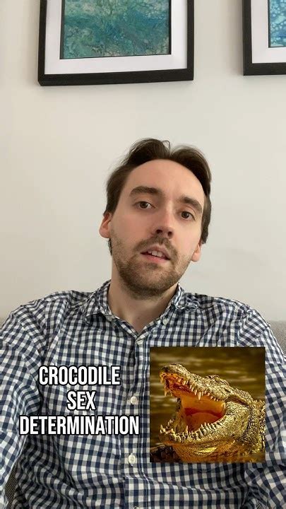 How Crocodile Sex Is Determined Youtube