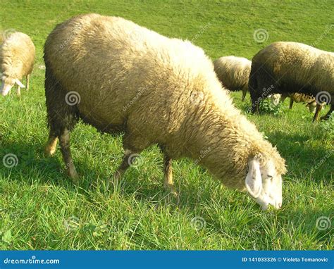 Sheep In The Meadow With Green Grass Stock Photo Image Of Green