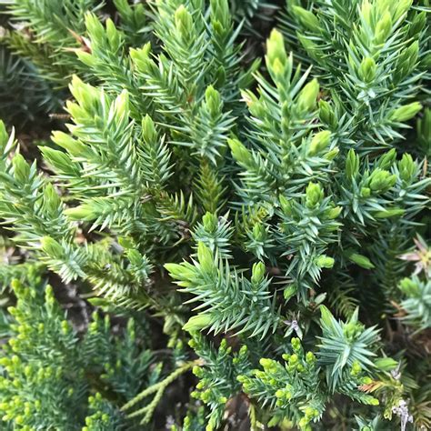 Juniperus Formosana Cuidados Plantando Fertilizantes Enfermedades