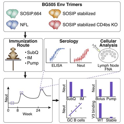 Elicitation Of Robust Tier 2 Neutralizing Antibody Responses In Nonhuman Primates By Hiv