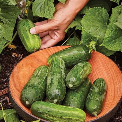 22 Natural Types Of Pickling Cucumbers - HERBVITY