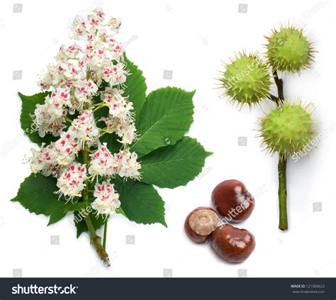 Horsechestnut Aesculus Hippocastanum Conker Tree Flowers Stock Photo