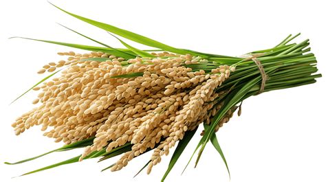 rice logo pngs