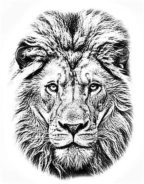 A Black And White Drawing Of A Lion S Face