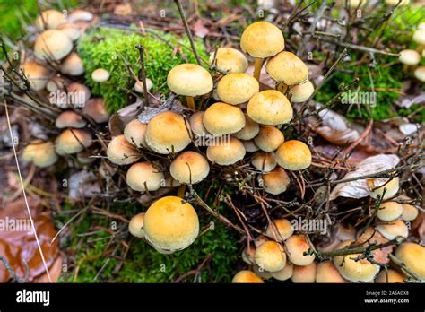 Amarillo Hongos Que Crecen En El Tronco Del Rbol Y El Bosque El Pajote