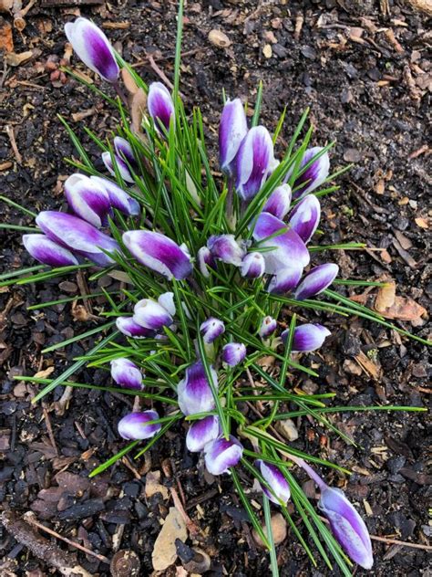 Crocus Chrysanthus Prins Claus Frikarti Stauden AG