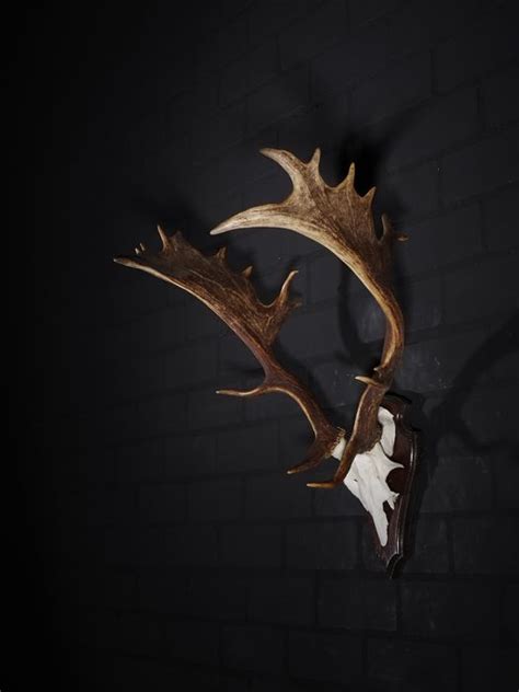 Fallow Buck Trophy On Shield Palmated Antlers Dama Dama Catawiki