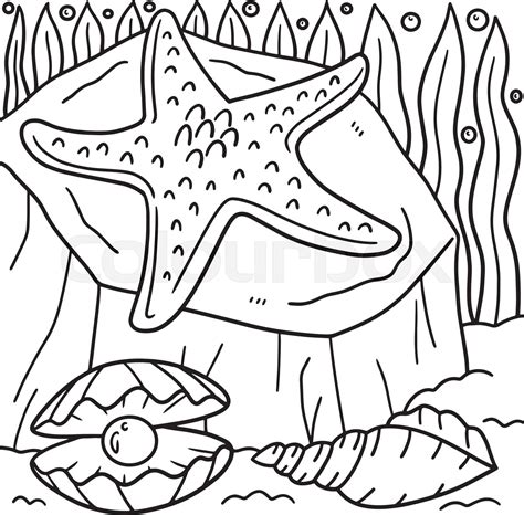 Anatomy Sea Star