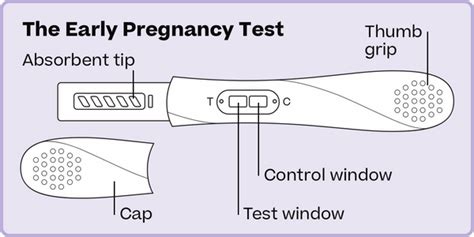 A Guide To Pregnancy Testing How To Use An Early Pregnancy Test — Stix Winx Health