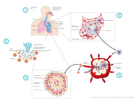 Tuberculosis Bacteria Life Cycle