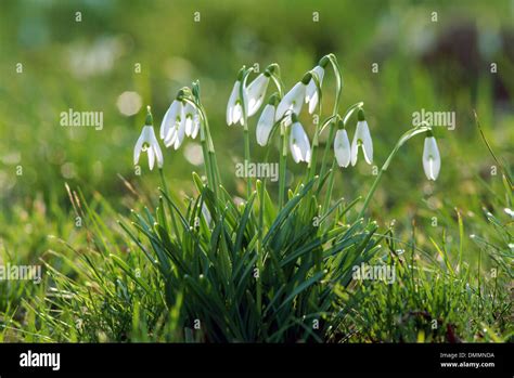 Common Snowdrop Galanthus Nivalis Stock Photo Alamy