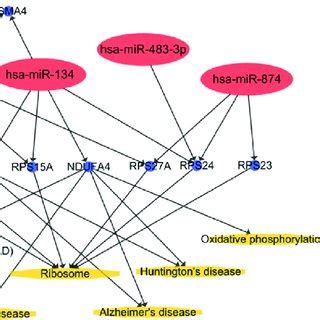 Predicted Kegg Pathways Involving Top Hub Genes Regulated By