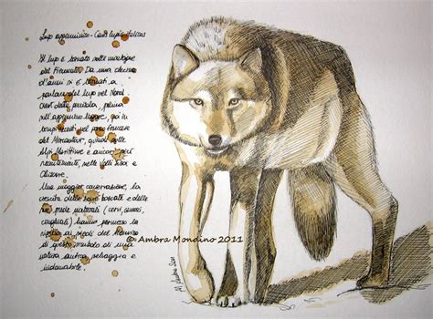 Italian wolf by flysch on DeviantArt