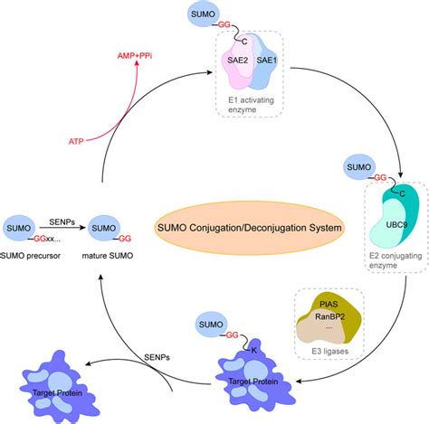 Frontiers Function And Regulation Of Ubiquitin Like Sumo System In Heart