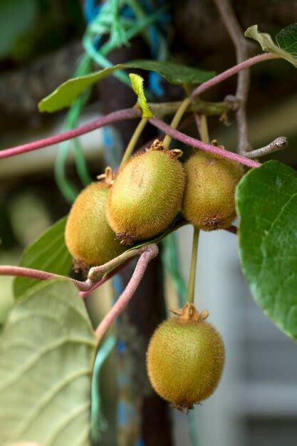 Los Kiwis Verdes Maduran En Un Rbol Kiwis En Una Rama Saludable