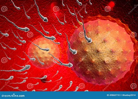 3d Render Of Sperm And Egg Stock Illustration Illustration Of Pregnant 49860710