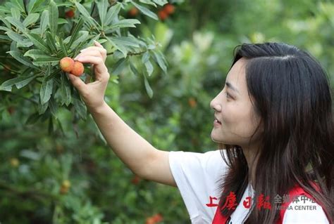 綠海紅波迎候八方嘉賓 上虞二都楊梅將於16日舉行開摘儀式 每日頭條