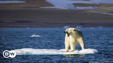 Urso polar pode ser extinto até 2100 diz estudo DW 20 07 2020