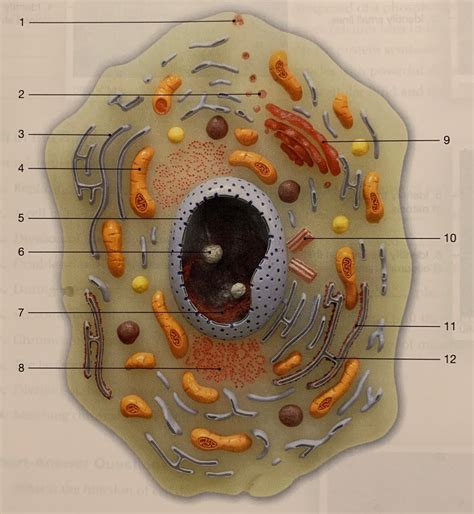 Anatomy Of The Cell And Cel Division Exercise Diagram Quizlet