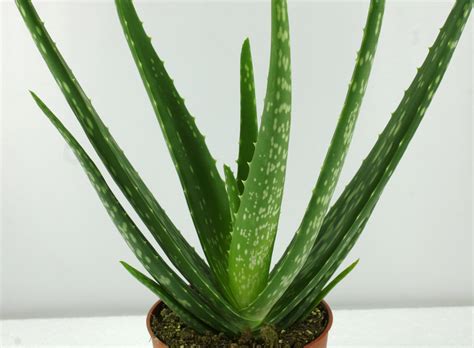 ALOES LECZNICZY Sadzonka ALOE VERA Barbadensi 30cm 7143443398